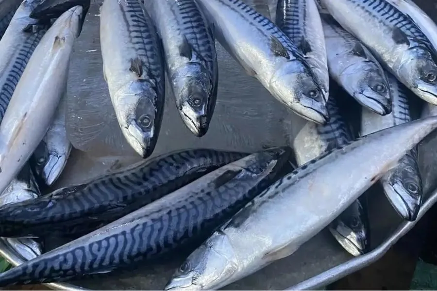 Cá Sapa Nhật Khay 1Kg 