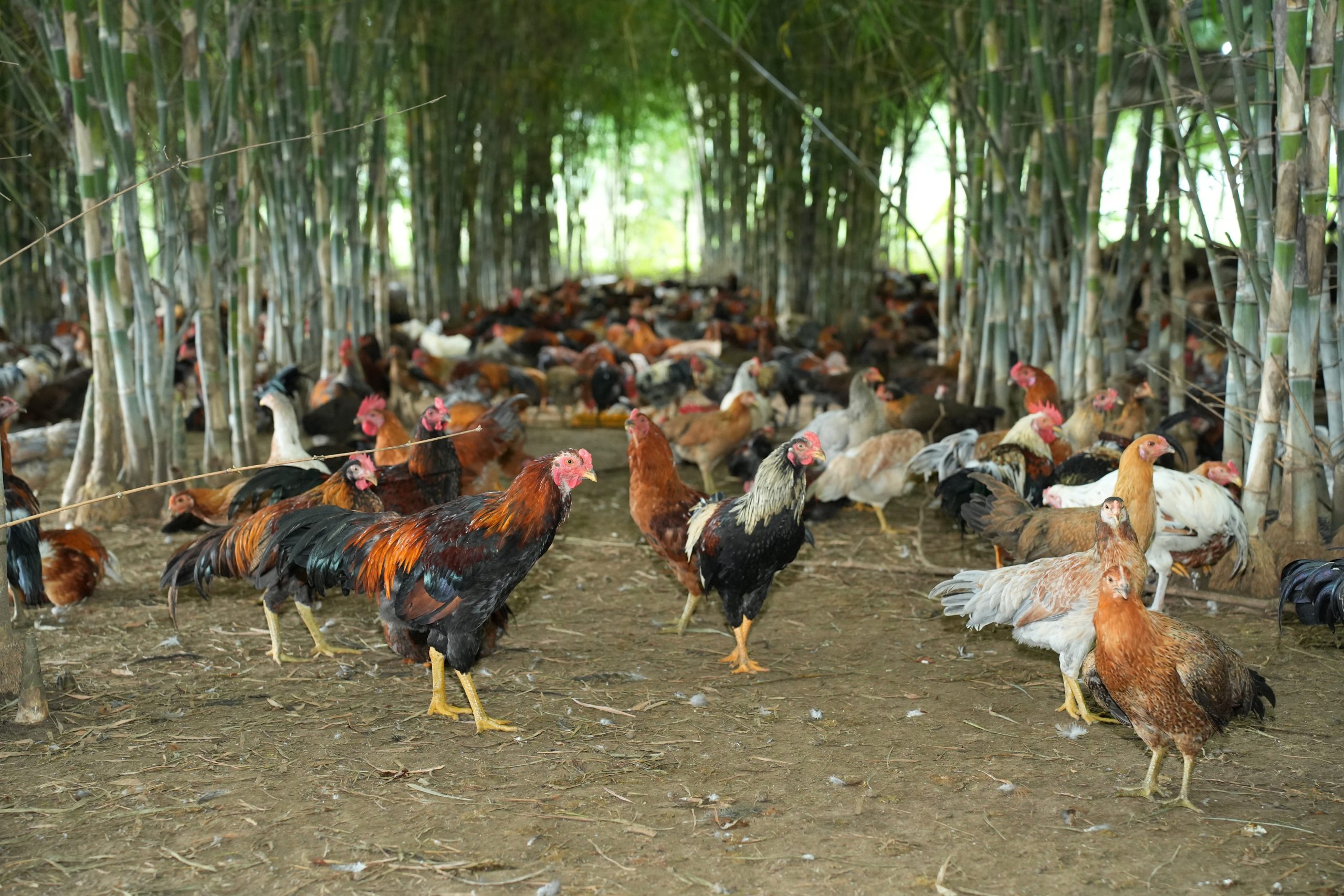 Gà Bến Tre Giá Sỉ