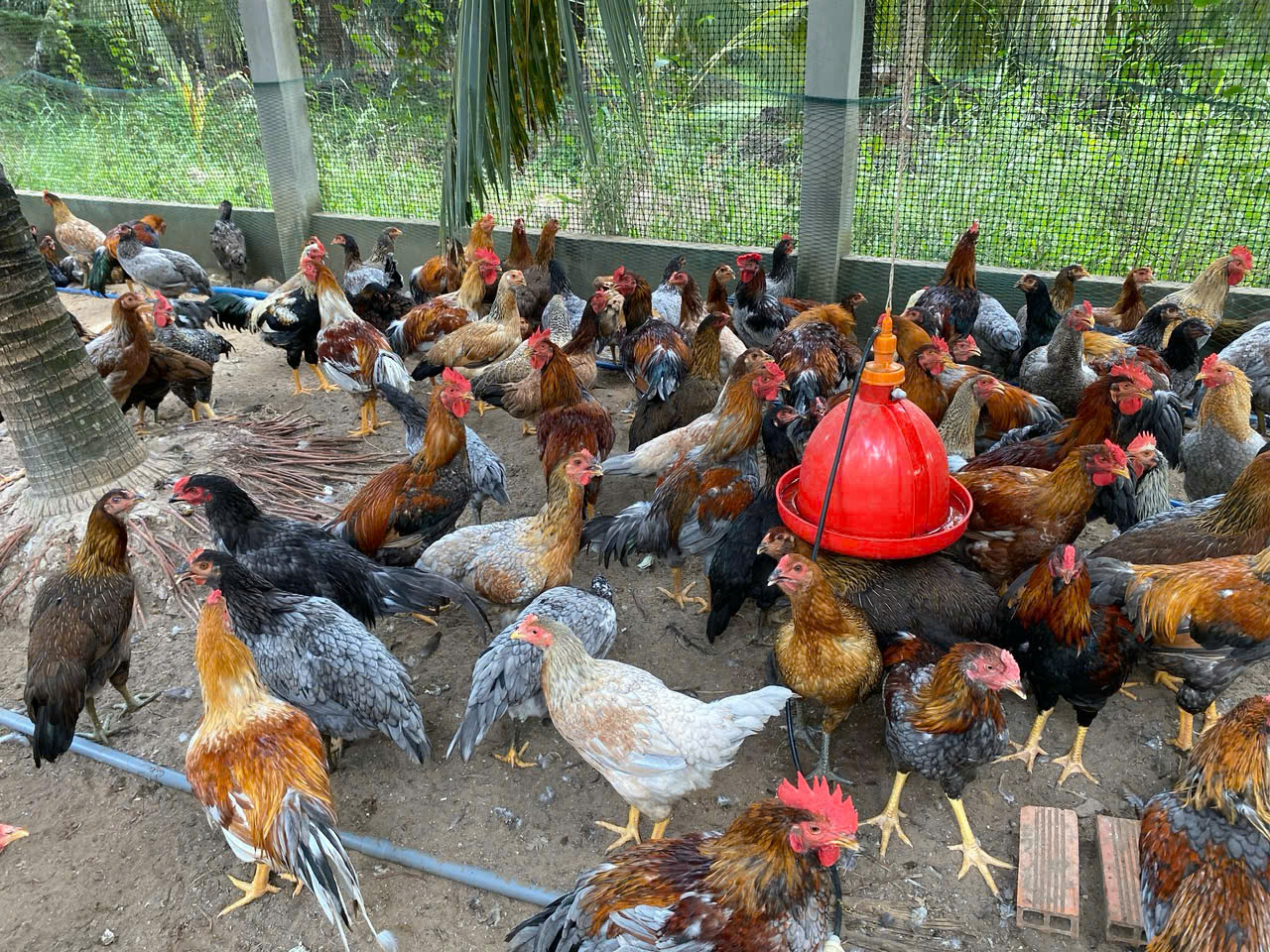 Gà Bến Tre Giá Sỉ