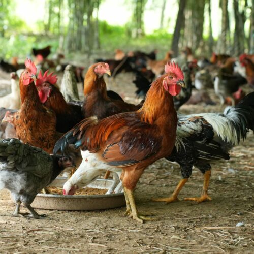 Gà Bến Tre Giá Sỉ