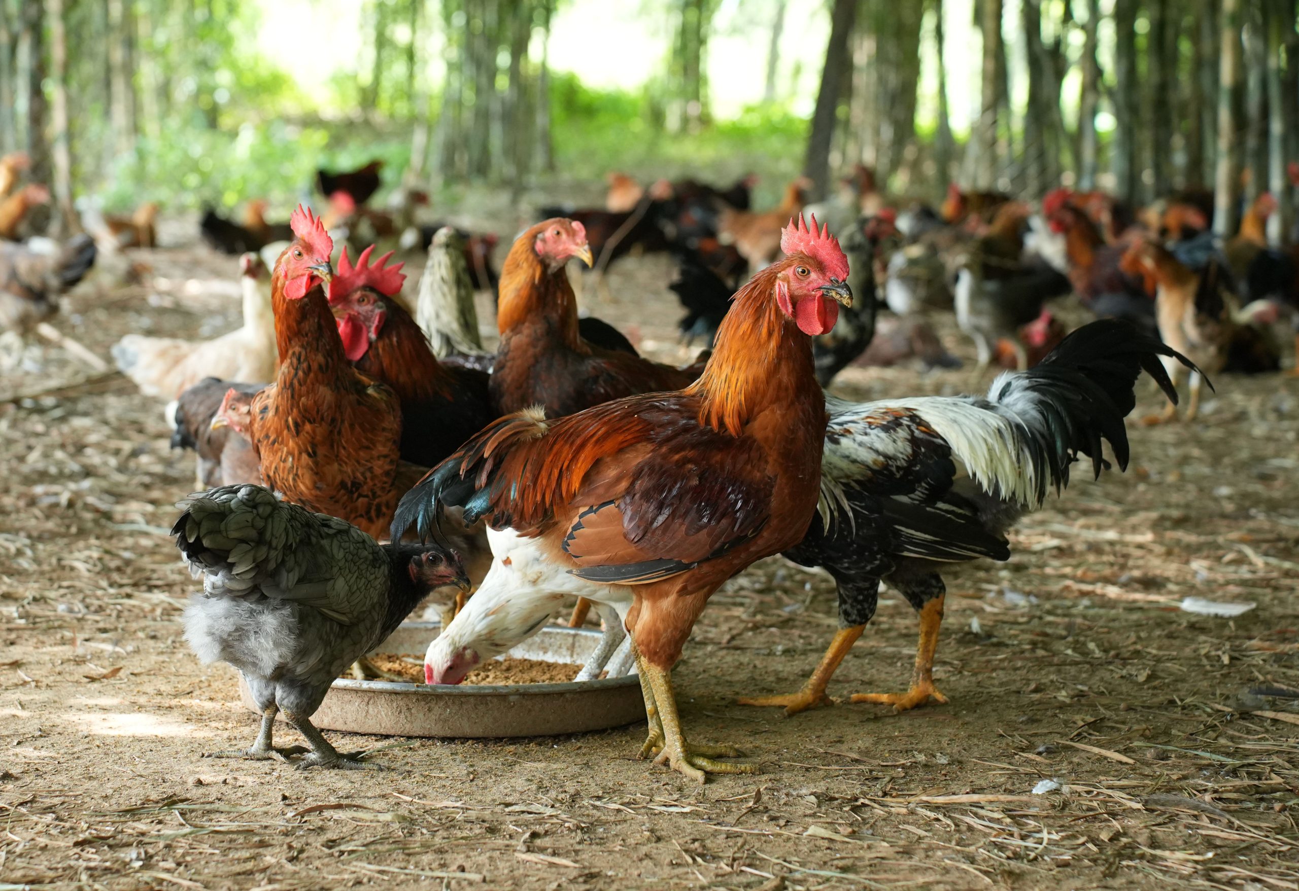 Gà Bến Tre Giá Sỉ