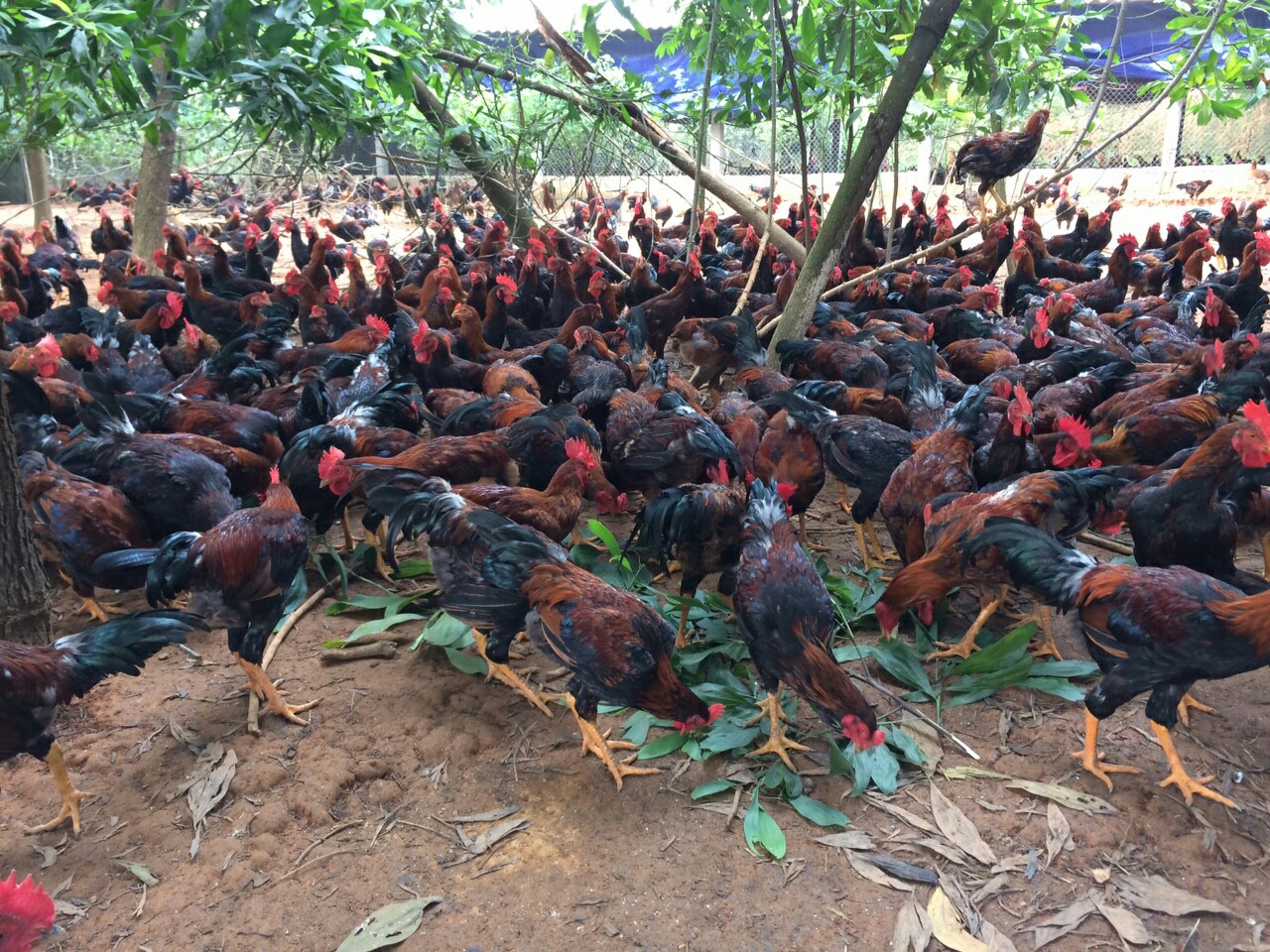 Gà Bình Định Giá Sỉ