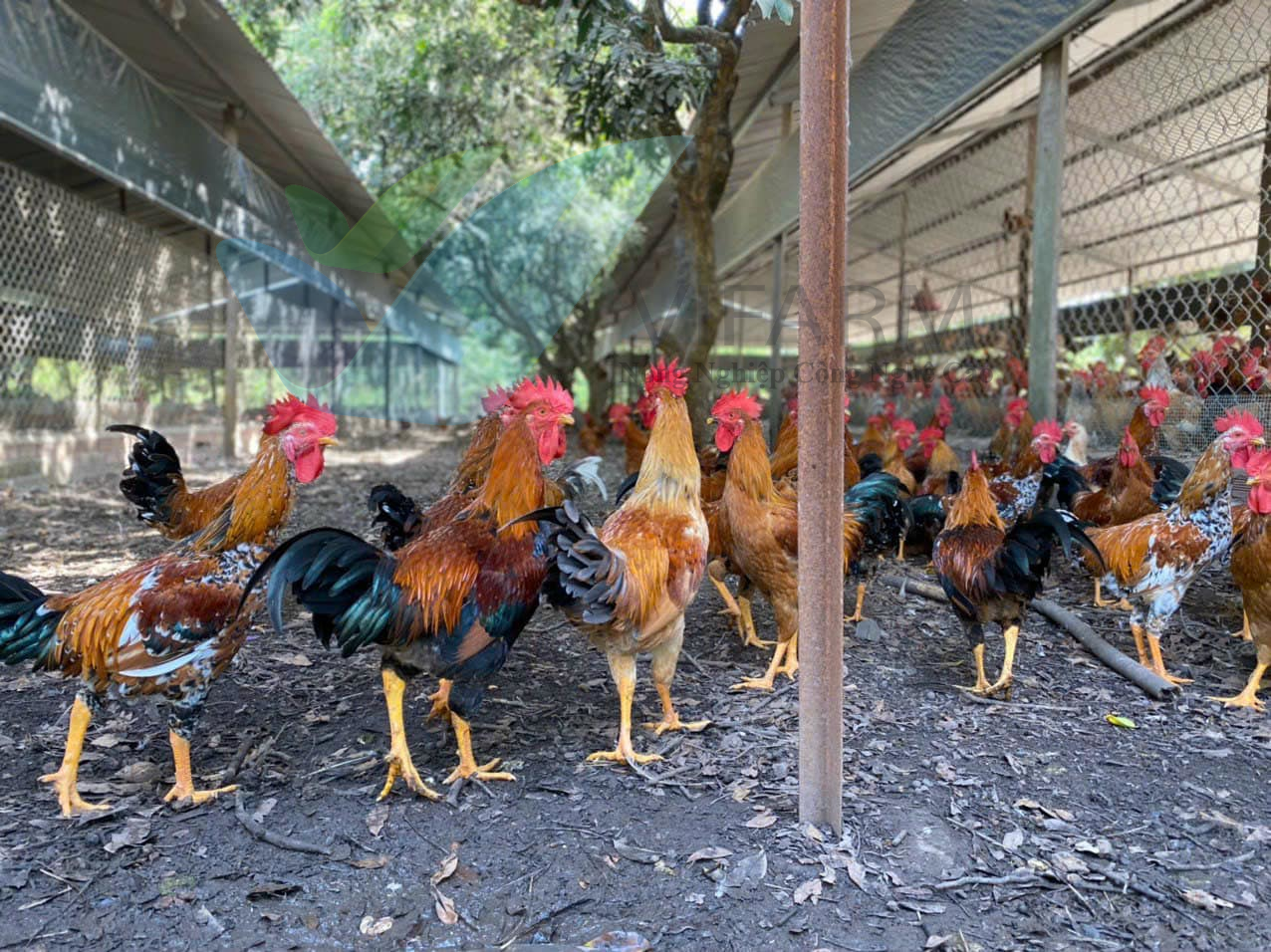 Gà Bình Định Giá Sỉ