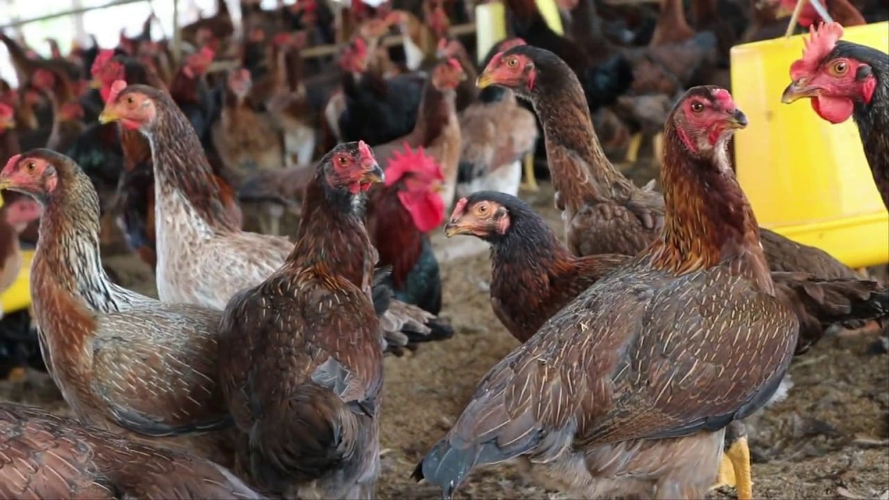 Gà Bình Định Giá Sỉ