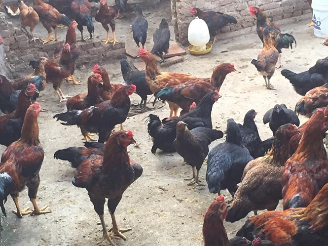 Gà Lai Chọi Giá Sỉ