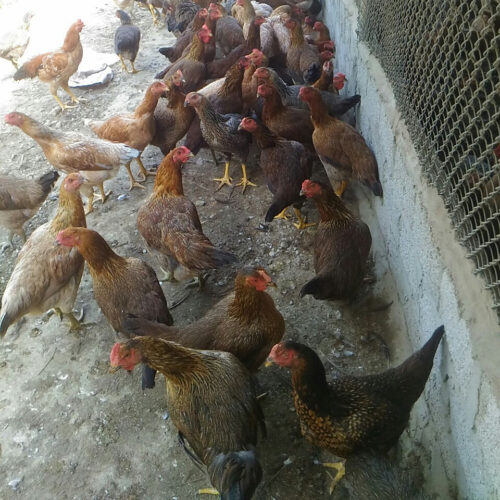 Gà Lai Chọi Giá Sỉ