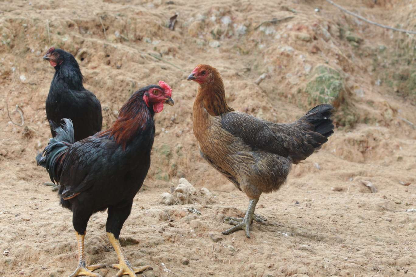 Gà Lai Chọi Giá Sỉ