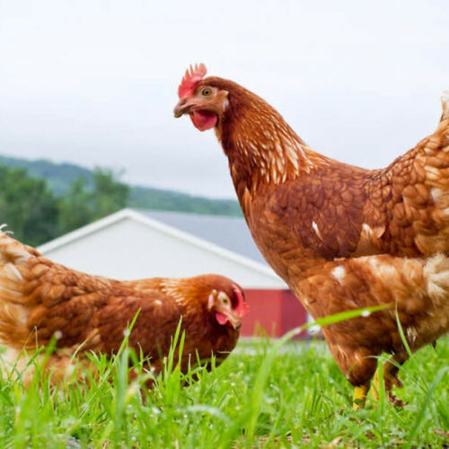 Gà Mái Dầu Giá Sỉ