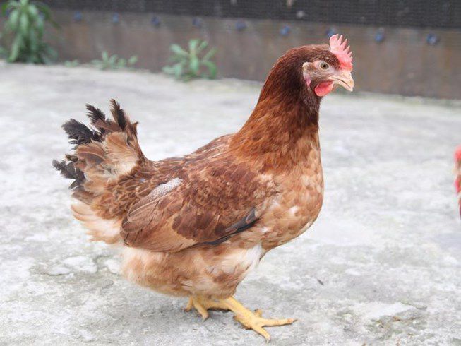 Gà Mái Dầu Giá Sỉ