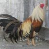 Gà Nòi Chọi Giá Sỉ