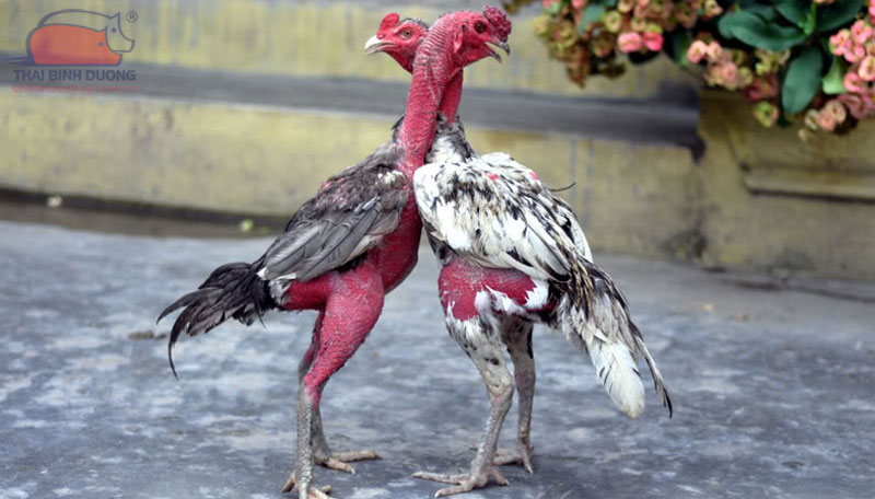 Gà Nòi Chọi Giá Sỉ