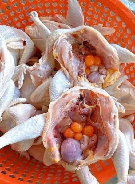 Gà Ôm Trứng Giá Sỉ