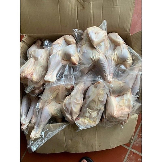 Gà Ri Nguyên Con Không Đầu