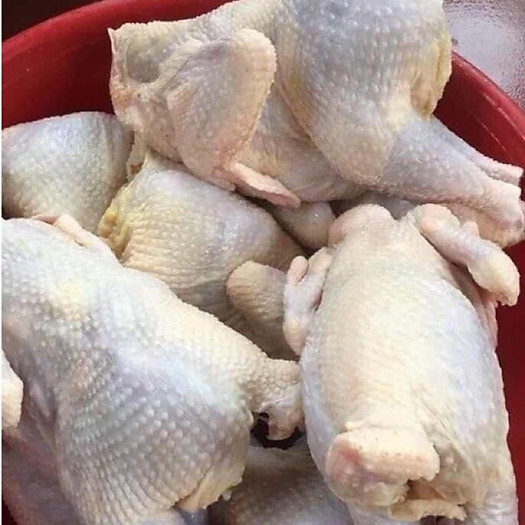 Gà Ri Nguyên Con Không Đầu