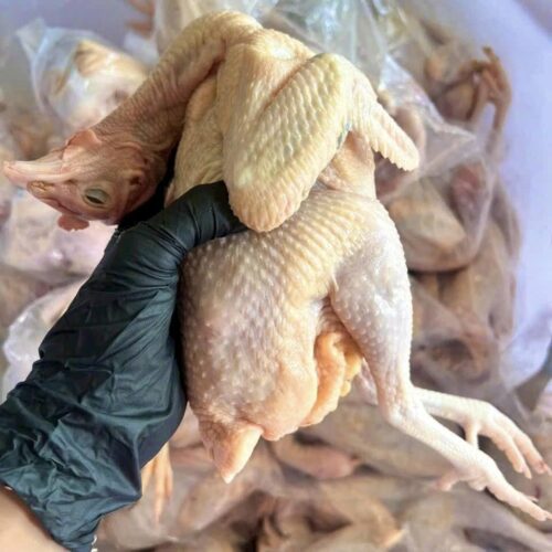 Gà Ta Thả Vườn Con Gà Có Đầu, Có Chân Không Lòng