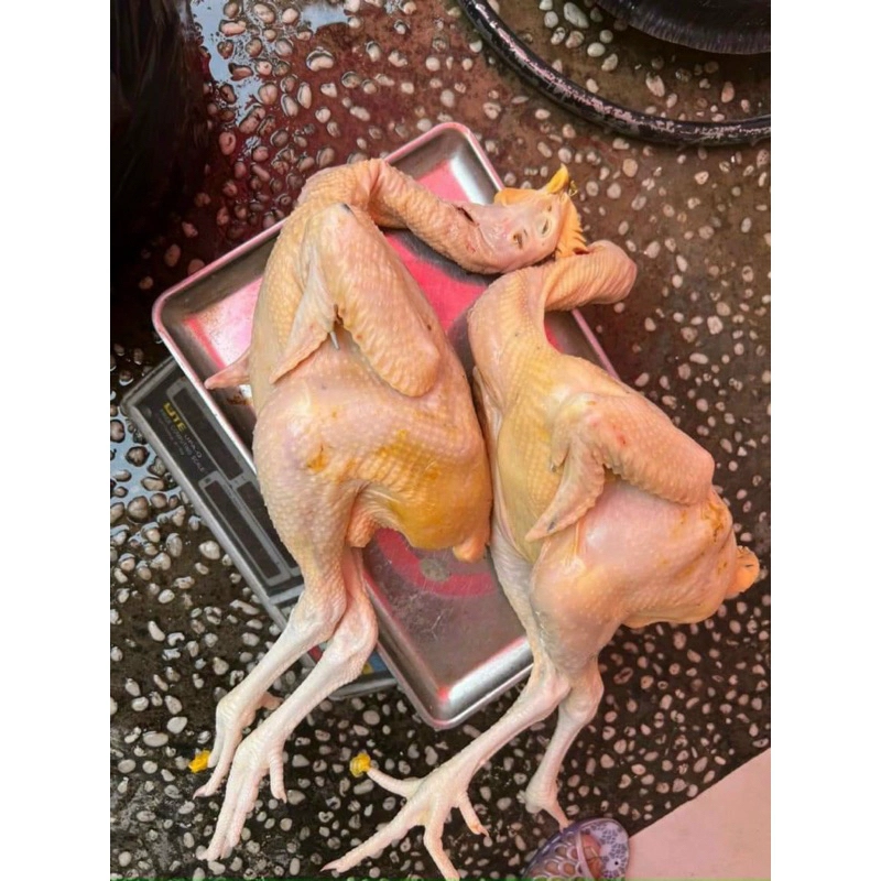 Gà Ta Thả Vườn Con Gà Có Đầu, Có Chân Không Lòng