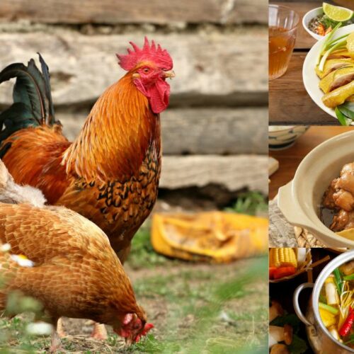 Gà Tam Hoàng Giá Sỉ
