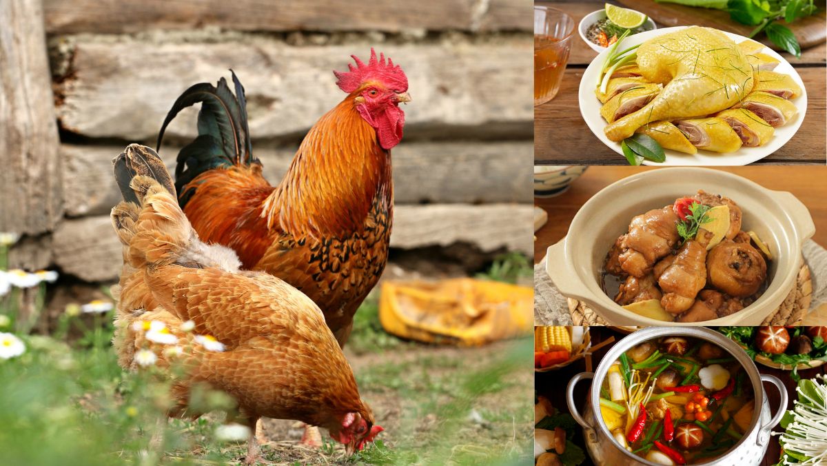 Gà Tam Hoàng Giá Sỉ