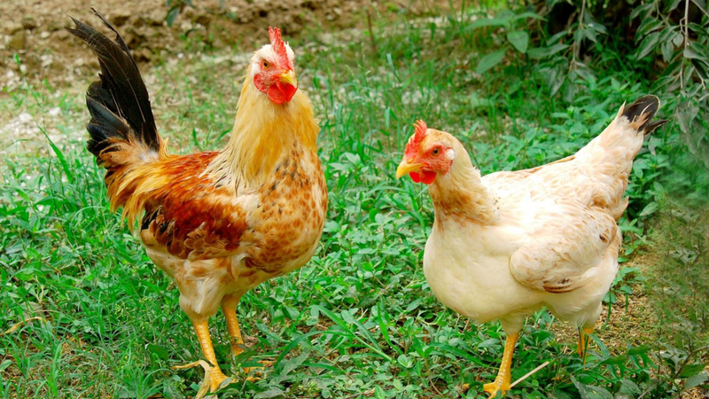 Gà Tam Hoàng Giá Sỉ