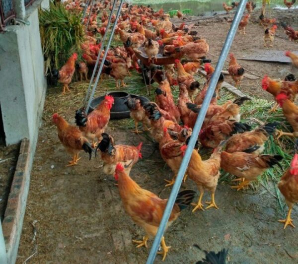 Gà ta lai Giá Sỉ