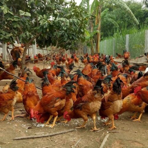 Gà ta lai Giá Sỉ