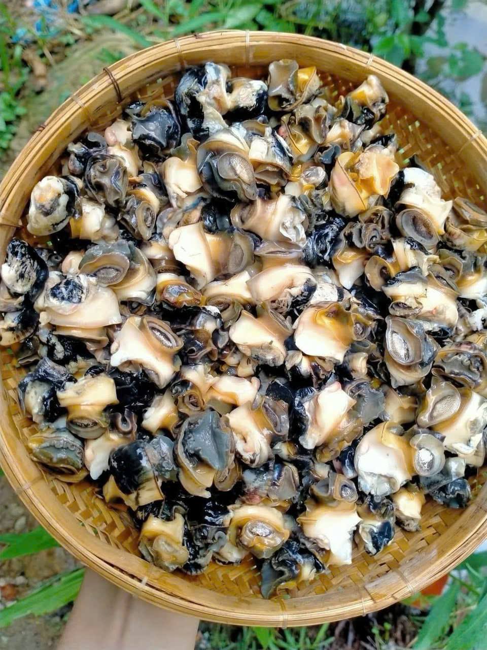 Ruột Ốc Bưu Làm Sạch – Hộp 1Kg