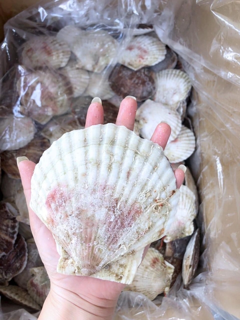 Sò Điệp Nhật Nguyên Con – Túi 1Kg