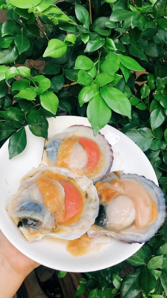 Sò Điệp Nhật Nguyên Con – Túi 1Kg