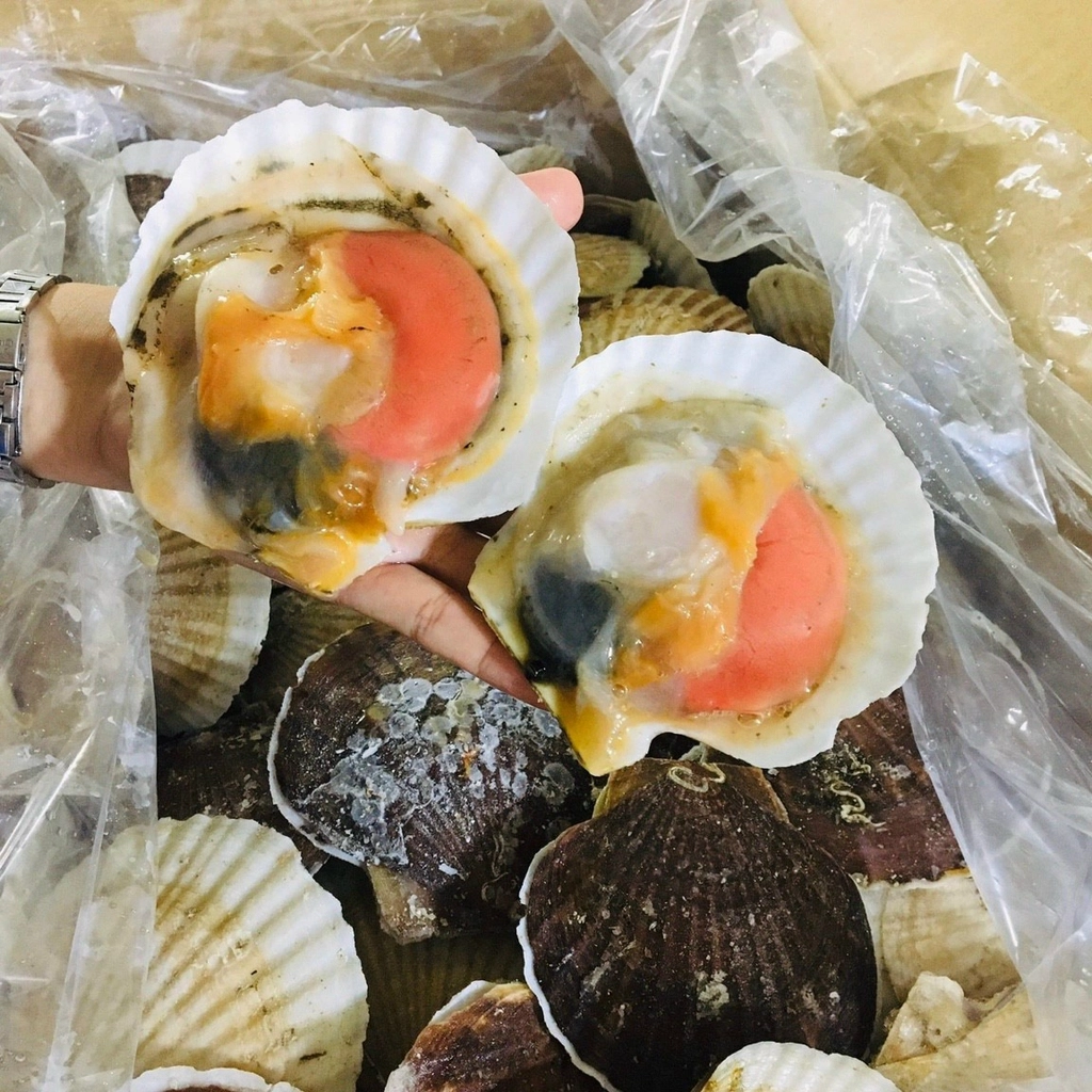 Sò Điệp Nhật Nguyên Con – Túi 1Kg