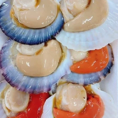 Sò Điệp Nhật Nguyên Con – Túi 1Kg