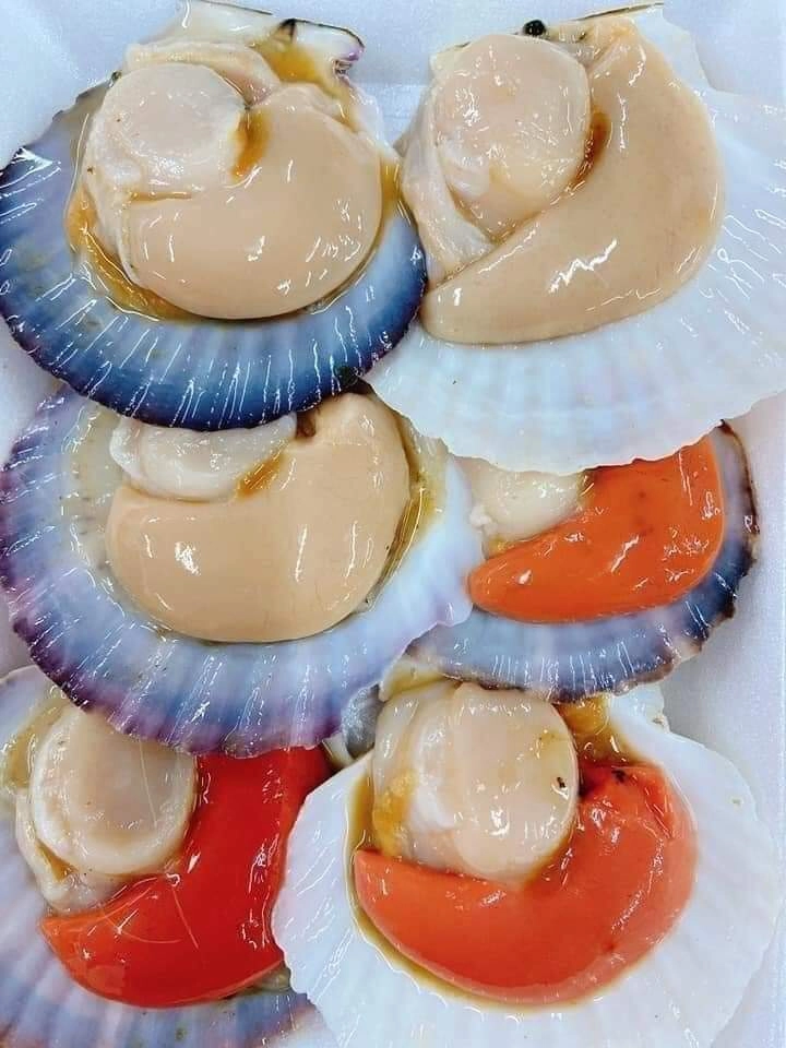 Sò Điệp Nhật Nguyên Con – Túi 1Kg