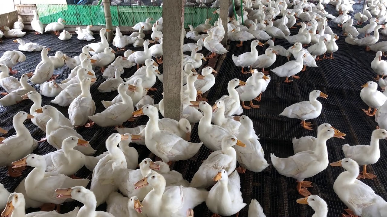 Vịt Tươi Giá Sỉ