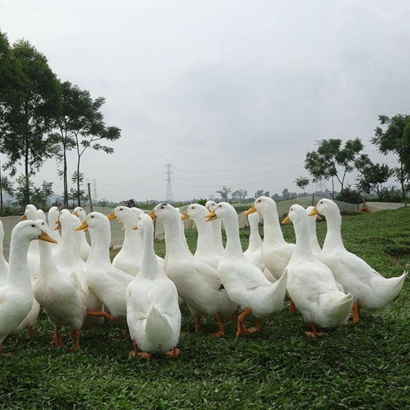 Vịt Tươi Giá Sỉ