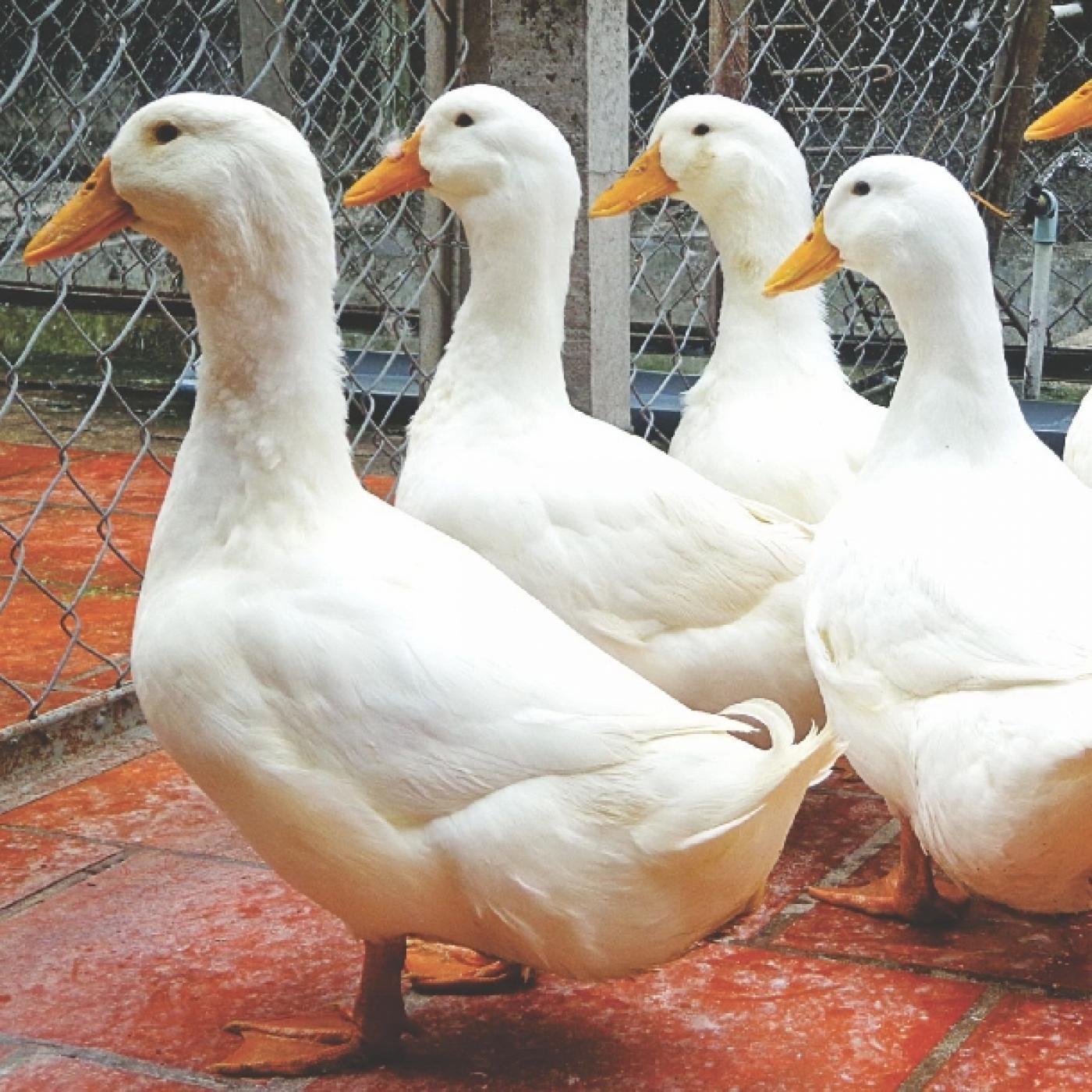 Vịt Tươi Giá Sỉ