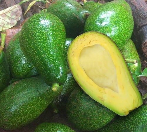 Bơ Trắng Hột Gà – Túi 500Gr: Mua Ở Đâu? Giá Bao Nhiêu? Dinh Dưỡng & Nấu Ăn