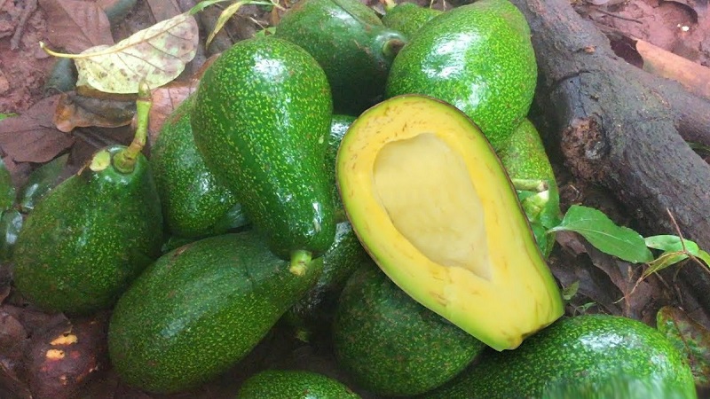 Bơ Trắng Hột Gà Túi 500Gr: Thành Phần Dinh Dưỡng Và Lợi Ích Tuyệt Vời