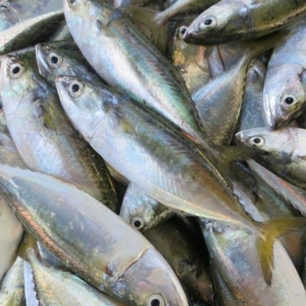 Bí Quyết Chọn Cá Bạc Má Cấp Đông Chất Lượng – Mẹo Từ Chuyên Gia.