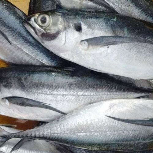 Cá Ngân Tươi Ngon Làm Sạch Cấp Đông – Túi 1Kg: Món Ngon Dinh Dưỡng, Tiện Lợi