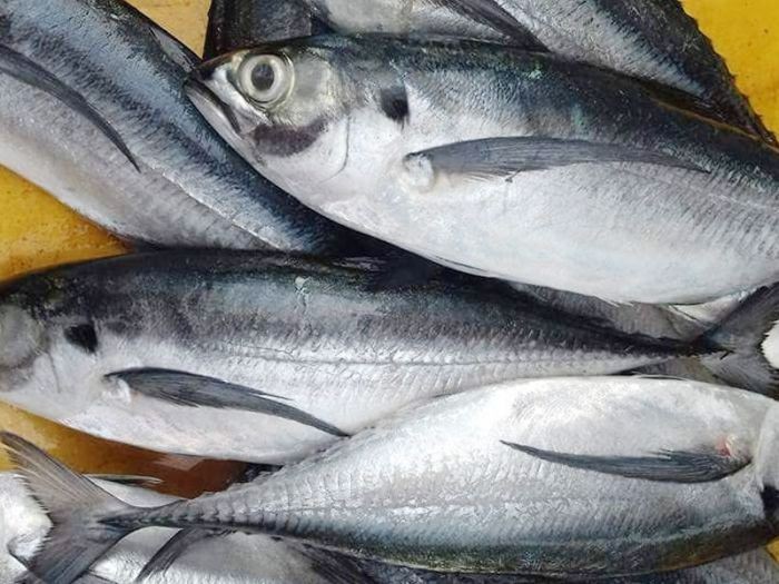 Giá Trị Dinh Dưỡng Vượt Trội Của Cá Ngân Tươi