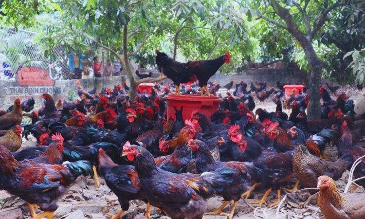 Giá Sỉ Gà Lai Chọi: Ưu Đãi Hấp Dẫn Cho Nhà Hàng, Quán Ăn và Đại Lý (Mô tả: Khám phá bảng giá sỉ gà lai chọi cạnh tranh nhất thị trường, cùng những ưu đãi đặc biệt dành riêng cho khách hàng mua số lượng lớn, giúp tối ưu chi phí và gia tăng lợi nhuận.)