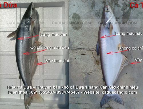 Khô Cá Dứa Bàn Tay Túi 1Kg Ngon Đặc Sản Miền Tây Giá Tốt Nhất