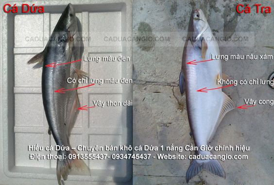 Phân Biệt Khô Cá Dứa Bàn Tay Thật Giả: Bí Quyết Chọn Mua (Kèm Hình Ảnh)