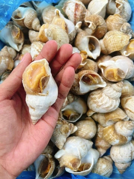 Bí Quyết Chọn Mua Ốc Bulot Eerish 1Kg Tươi Ngon, Chất Lượng