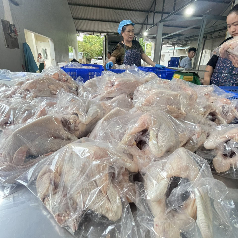 Nguồn Gốc và Quy Trình Sản Xuất Tim Gà Tươi Cấp Đông Đảm Bảo Chất Lượng