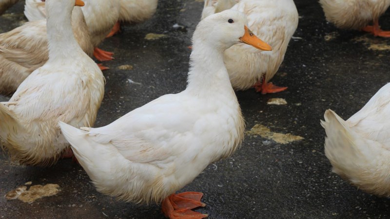 Vịt Tươi Nguyên Con Cáp Đông: Lựa Chọn Hoàn Hảo Cho Bữa Ăn Gia Đình